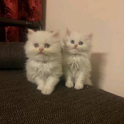 Business Development Manager