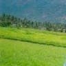 Mohana D