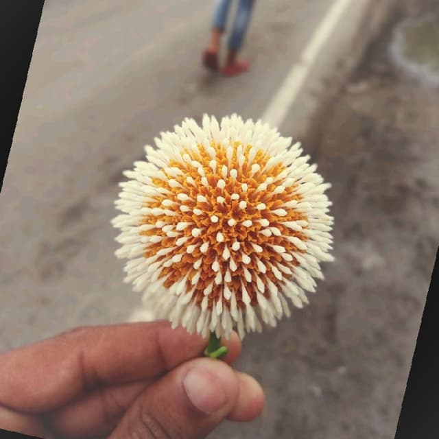 suraj kumar