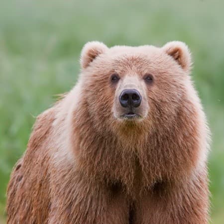 Uri Bear